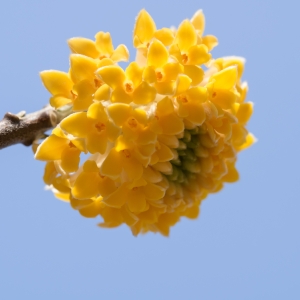 EDGEWORTHIA