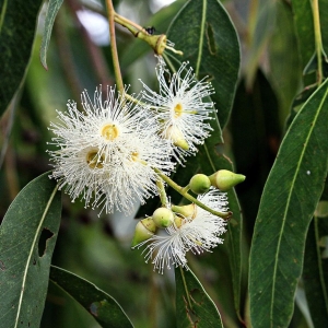 EUCALYPTUS
