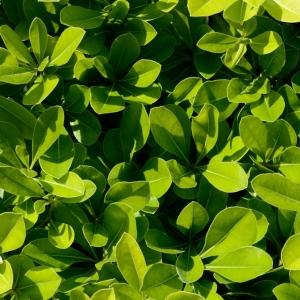 PITTOSPORUM